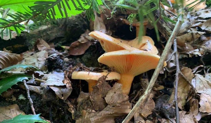 Yağışlarla birlikte artan doğada mantar dikkat