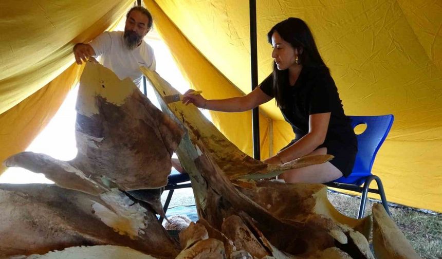 Mersin’de 16 Metrelik Fin Balinası İskeleti Yeniden Birleştiriliyor