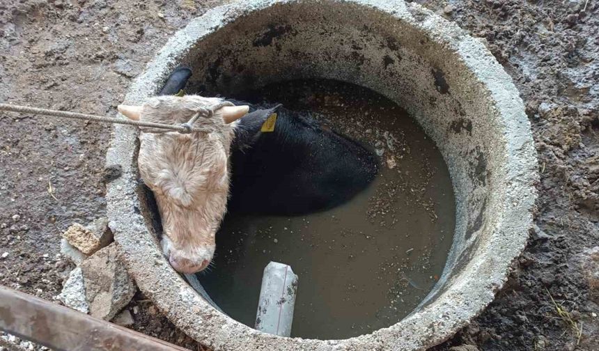 Kuyuya düşen ineği itfaiye kurtardı