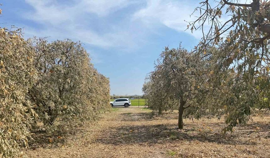 Şiddetli don greyfurt üreticilerini mağdur etti