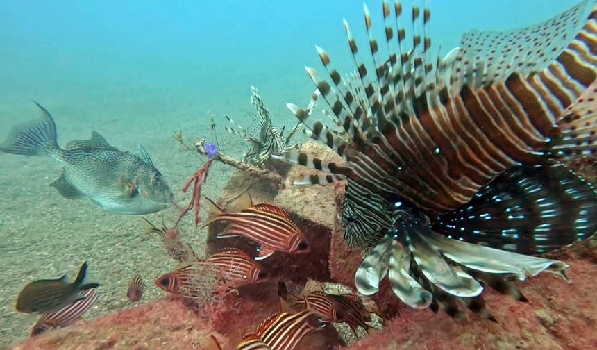 Akdeniz'de balıkların rekabeti: Kızıldeniz'den gelen balık türleri, yerli balıkları baskıladı
