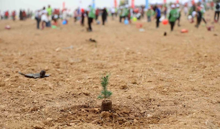 ATÜ yeşil kampüs olma yolunda ilerliyor: Dikilen fidan sayısı 22 bin 500'ü buldu