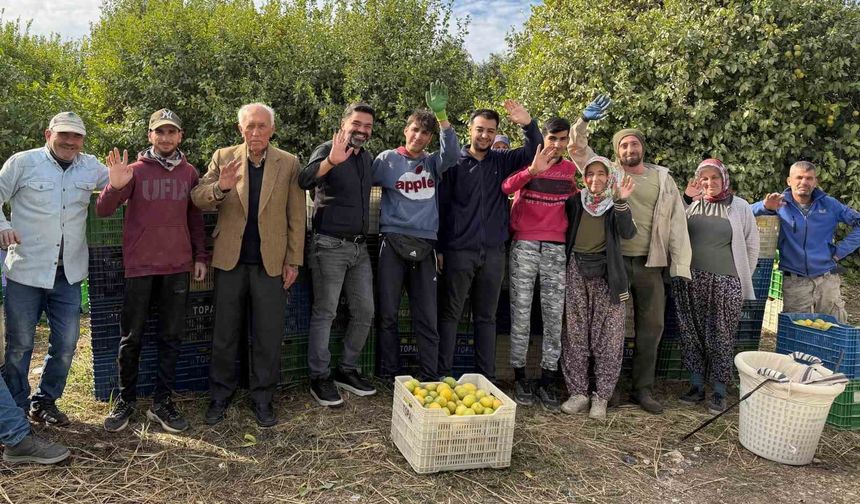 Binlerce ailenin geçim kaynağı limonun başkentinde hasat zamanı