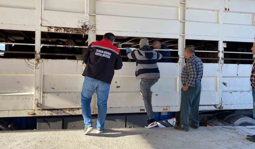 Burdur'da şap karantinasındaki küpesiz hayvan taşıyan besiciye 170 bin lira ceza