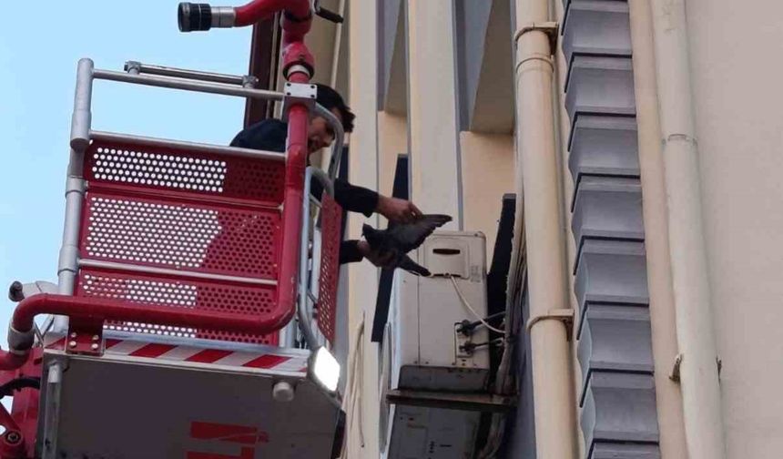 İskenderun'da klima motoruna dolaşan kuş kurtarıldı