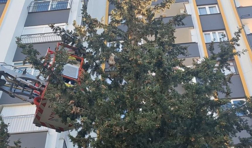 Köpekten kaçan kedi 3 gün ağaçta mahsur kaldı