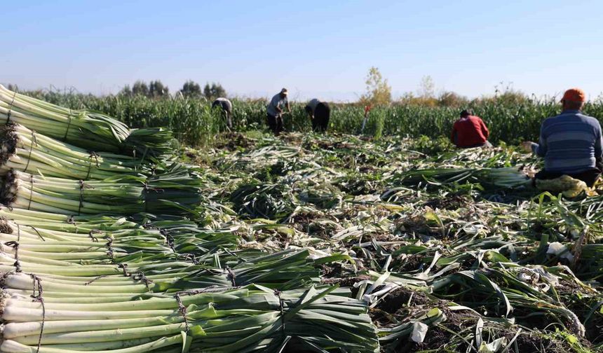 Kozan'da pırasa hasadı başladı: 20-22 TL'den alıcı buluyor