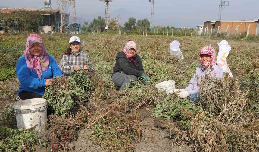 Kuraklığın rekolteyi etkilediği yer fıstığında hasat başladı