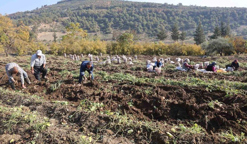 Kuraklık nedeniyle verimin yarı yarıya düştüğü tatlı patateste son hasat yapıldı