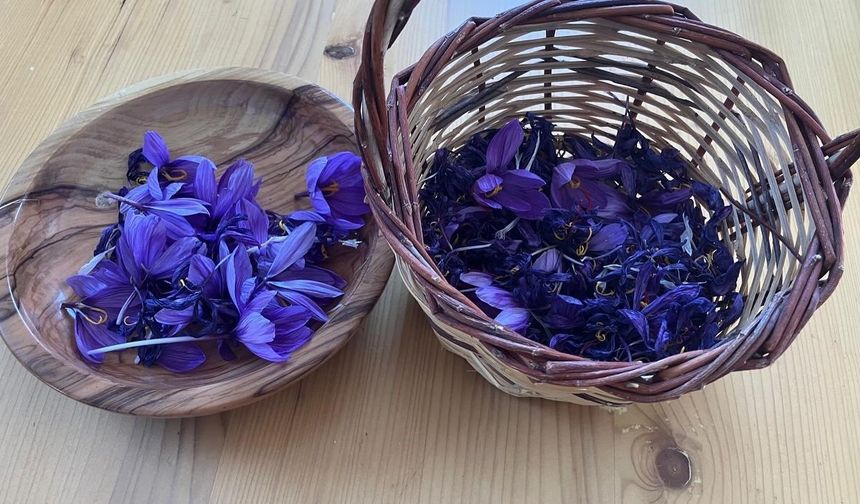 Osmaniye'de yüksek getirili safrana ilgi artıyor