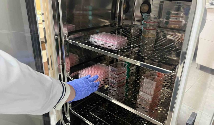 Parkinson'da bağırsak- beyin iletişimi çip üstü organ teknolojisiyle araştırılıyor