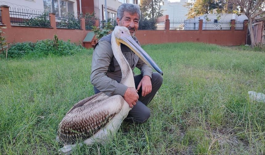 Yaralı pelikanın yürek ısıtan dostluğu