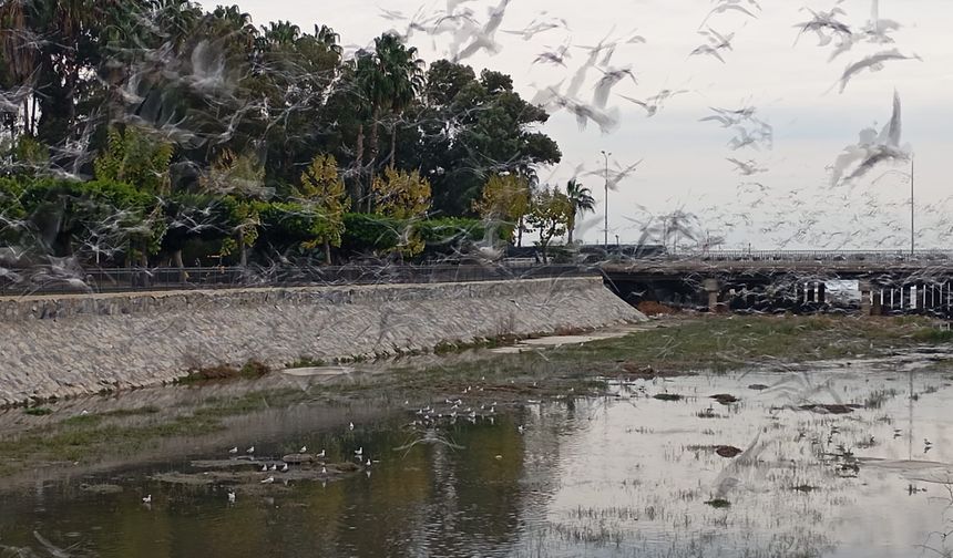 Mersin Büyülendi: Müftü Deresi’nde Martı Şöleni