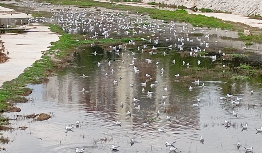 Mersin Büyülendi: Müftü Deresi’nde Martı Şöleni