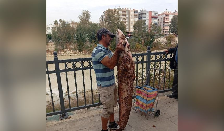 Boyu kadar yayın balığını eliyle yakaladı