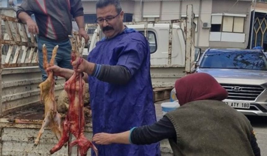 Kamyonette Mucize Doğum: Anamur’da Koyun İkiz Kuzu Doğurdu