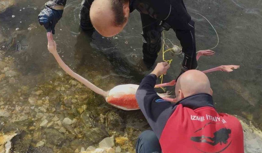 İnciraltı’nda can pazarı: Flamingo ipten kurtarıldı