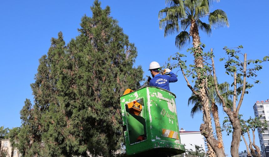 Toroslar Belediyesi’nden Kapsamlı Ağaç Budama Seferberliği