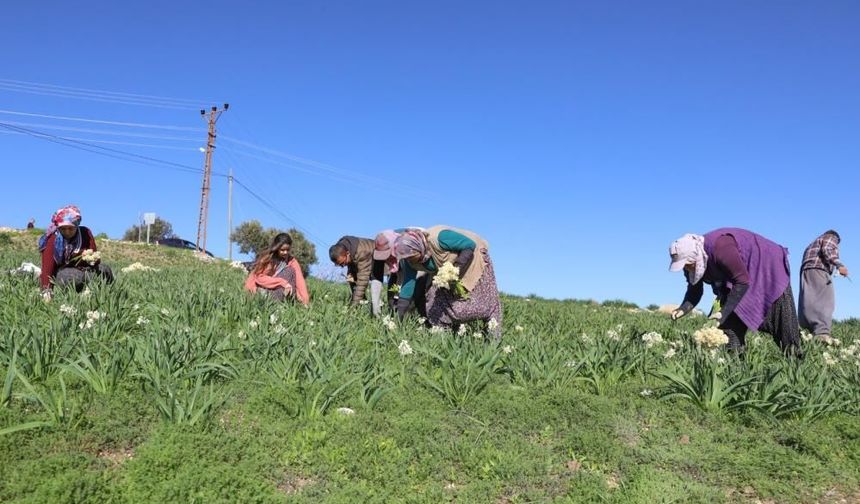 Tarsus’un Atıl Toprakları "Nergis" ile Ekonomiye Kazandırıldı