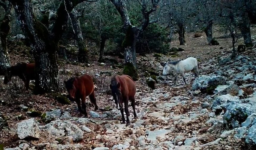 Kovada Gölü’nde Yaban Hayatı Fotokapanda