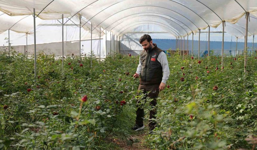 Adana'da sevgililerin gülleri dalında kurudu