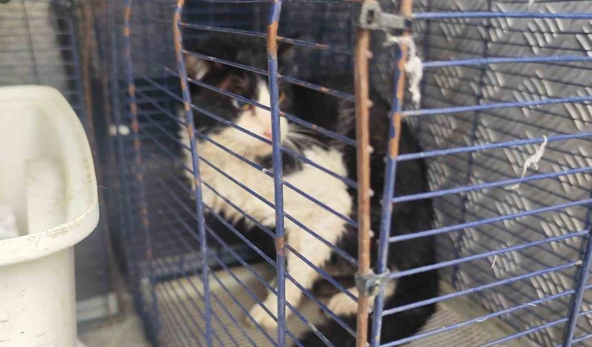 Derede mahsur kalan kedi kurtarıldı