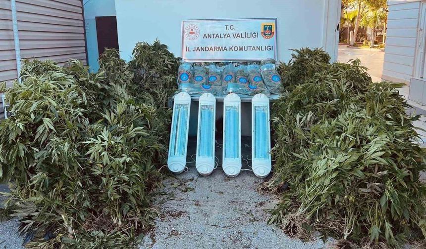 Jandarmadan Aksu’da Uyuşturucu Operasyonu: 356 Kök Skunk