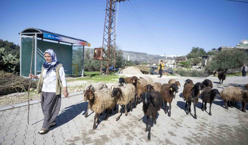Mersin'de 360 yetiştiriciye 9 bin küçükbaş desteği
