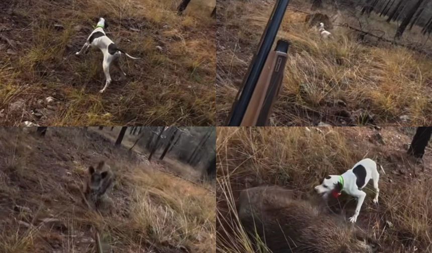 Avcı ile Yaban Domuzunun Burun Buruna Geldiği Anlar