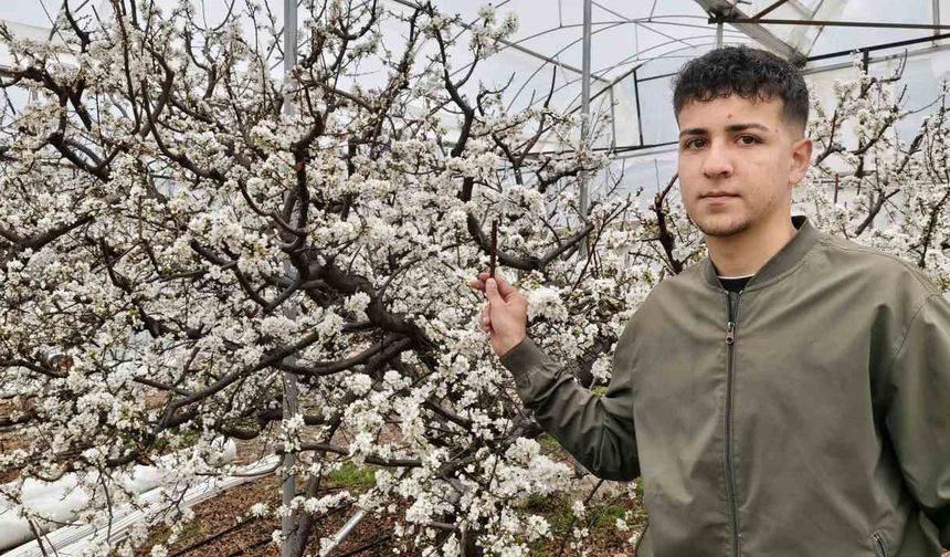 Türkiye karla kaplıyken Silifke'de erik ağaçları çiçek açtı
