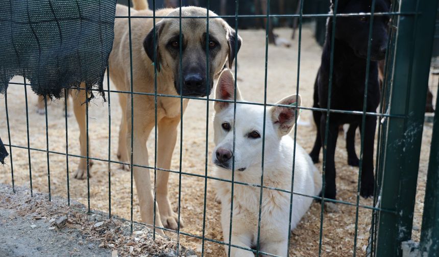 Toroslar’da Patili Dostlara 62 Dekarlık Doğal Yaşam Alanı