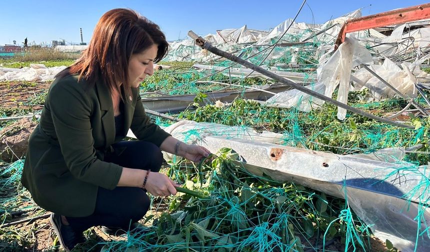 Fırtına Seraları Yıktı, Kış’tan TARSİM Tepkisi