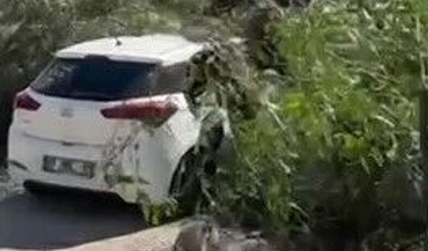 Adana'da Çatılar Uçtu, Ağaçlar Devrildi