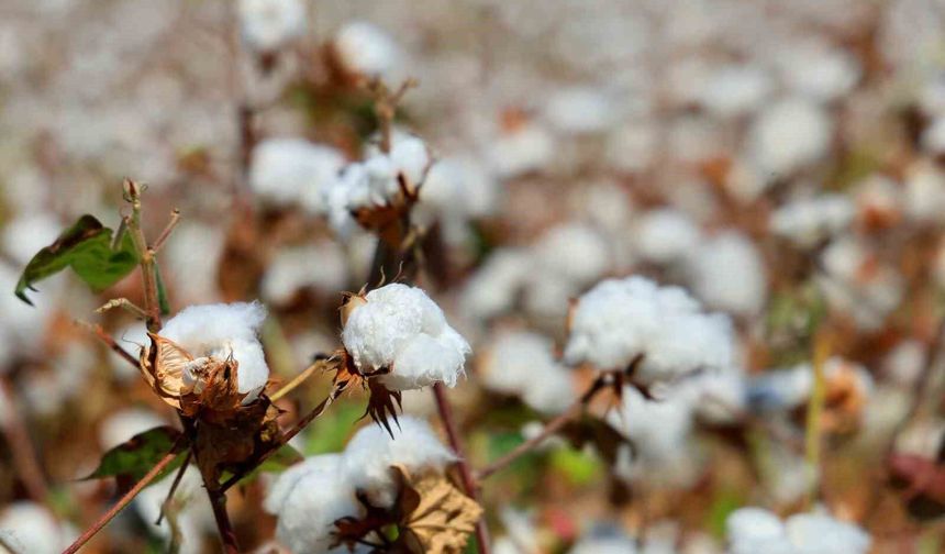 Adana'da pamukta 'pembekurt' zararlısına karşı uyarı