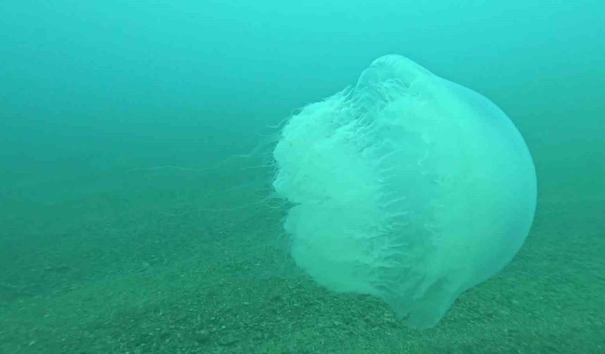 Antalya Körfezi’nde Dev Denizanası Alarmı