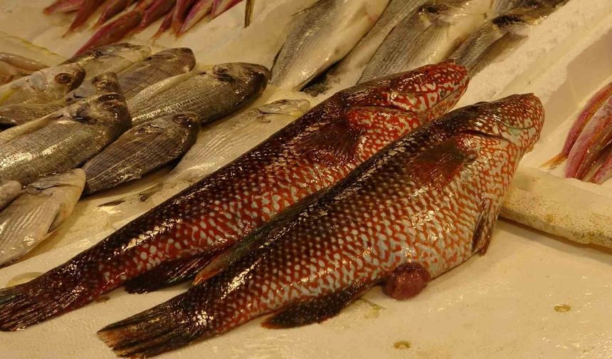 Hint Okyanusu’ndan Mersin Tezgahlarına