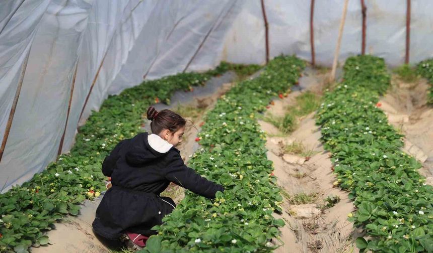 Kozan'da Narenciye Bitti Çilek Başladı: Geliri Gören Dikiyor