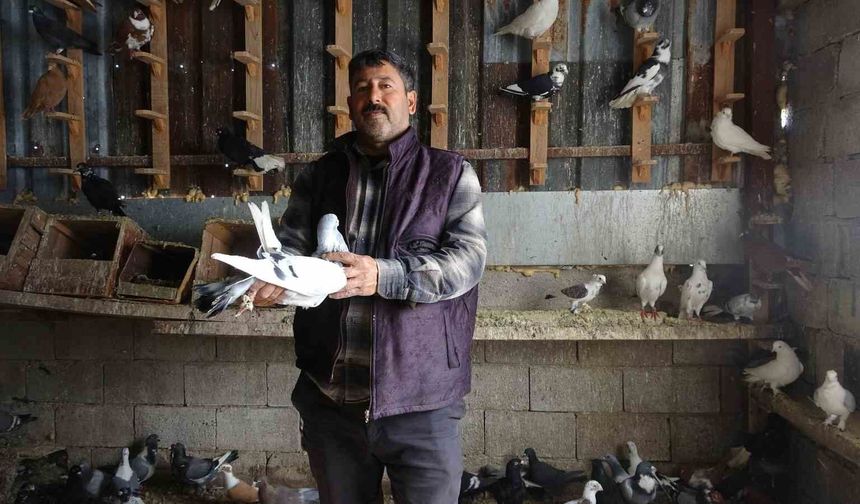 Kuzeninin 7 yaşındayken kendine verdiği güvercinle başlayan hevesini 45 yıldır yaşatıyor