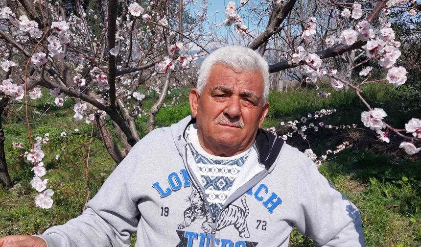 Mut Beyaz Gelinliğini Giydi: Kayısı Ağaçları Erken Çiçek Açtı