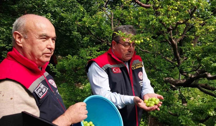 Mut'ta örtü altı erik hasadı başladı