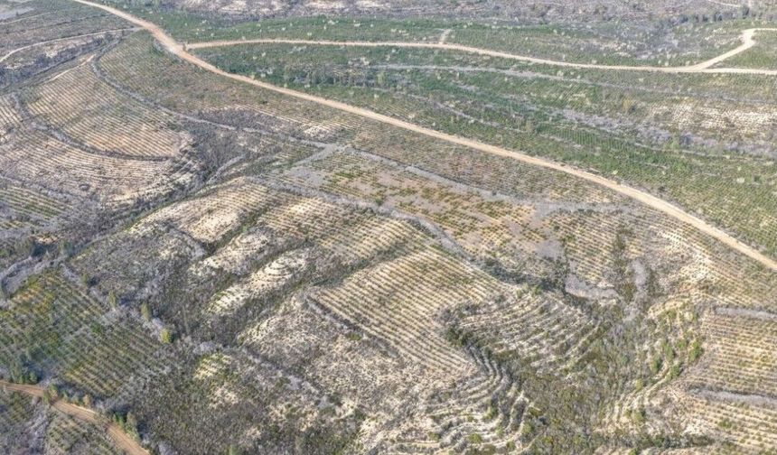 Sarıçam'da 1 milyon 200 bin fidan toprakla buluşturuldu