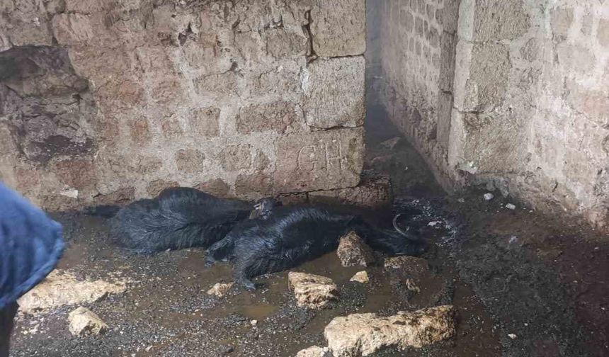 Tarsus'ta ahıra yıldırım düştü: 5 küçükbaş hayvan telef oldu