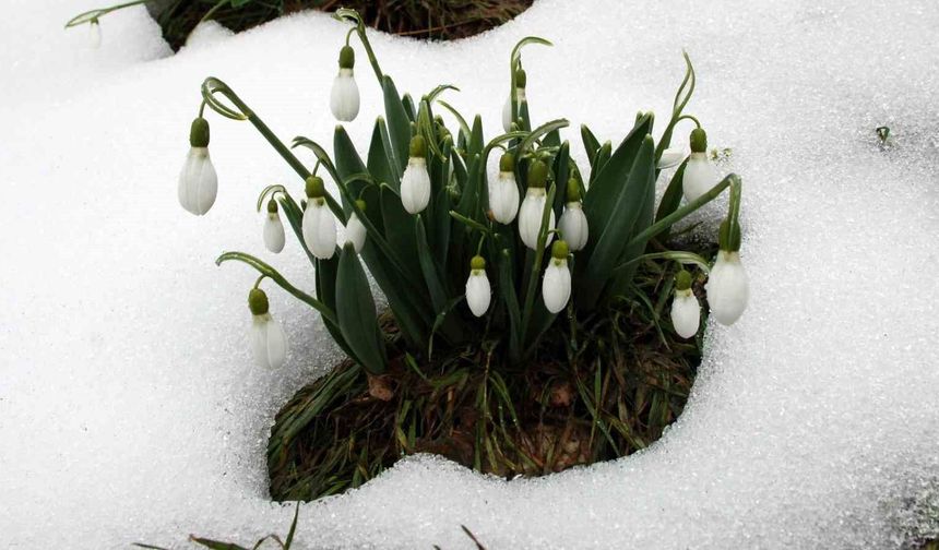 Toros kardeleni için kontrollü üretim ve ihracat modeli sürdürülüyor