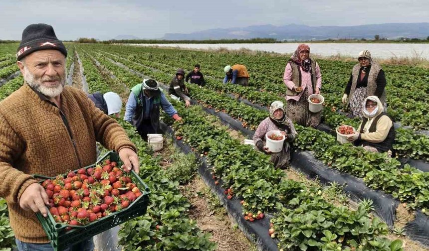 Silifke Çileğinde Hasat Başladı: Dubai ve Katar’a Uçuyor!