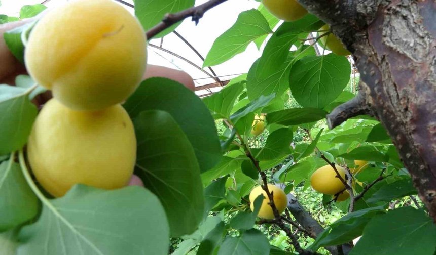Mersin’de Kayısı Mesaisi Başladı: İlk Ürünler Yola Çıktı