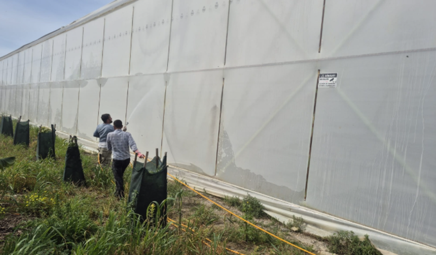 Anamur’da Muz Seralarında "Gölgeleme" Mesaisi