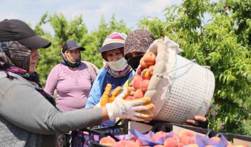 Adana'da erkenci şeftali hasadı başladı: Bahçede kilogramı 10-20 TL