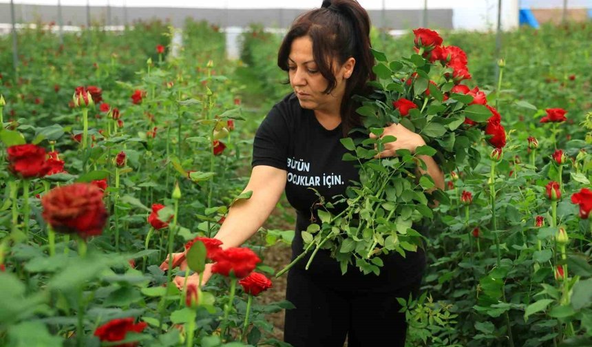 Gül serada 5, çiçekçide 50-100 lira