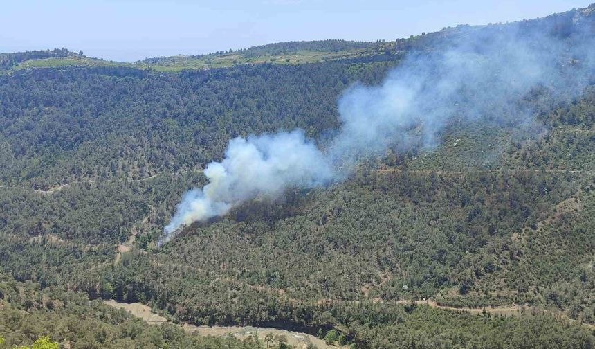 Erdemli'de Orman Yangını: 1,5 Hektar Kül Oldu