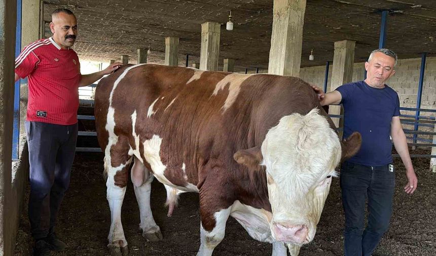 Özenle büyüttüğü boğasına 'Gardaşım' diyerek hitap eden besicinin bir ton 300 kiloluk kurbanlığı alıcı buldu